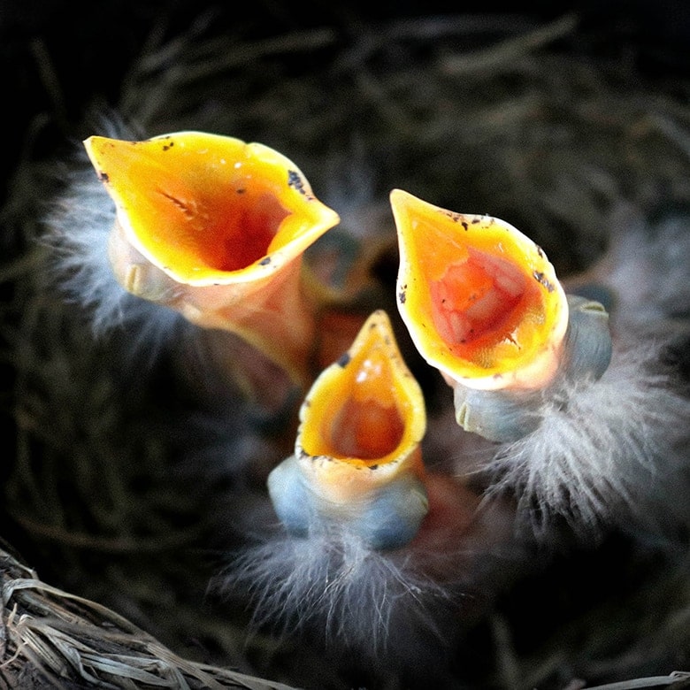 Tracy Grage Feeding Time