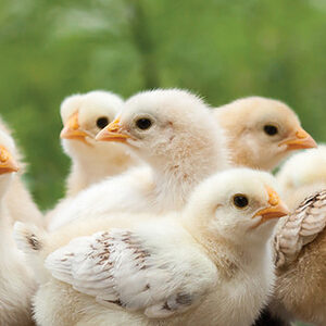 Have a Poultry Farm or Backyard Flock