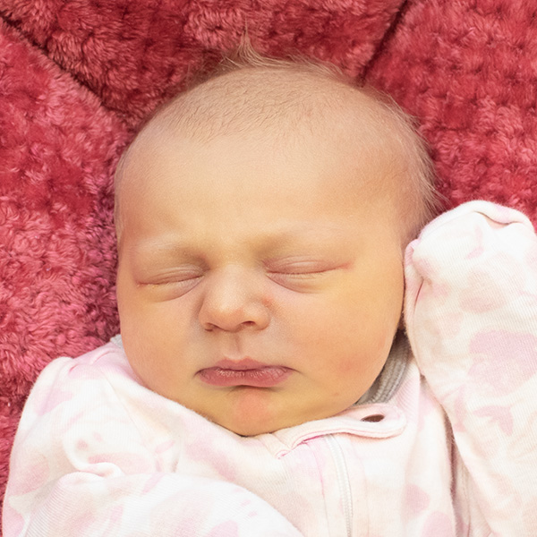 Dixie Rose 022526 website